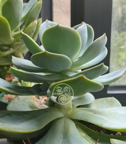 白凤花语是什么意思？白凤象征着什么？