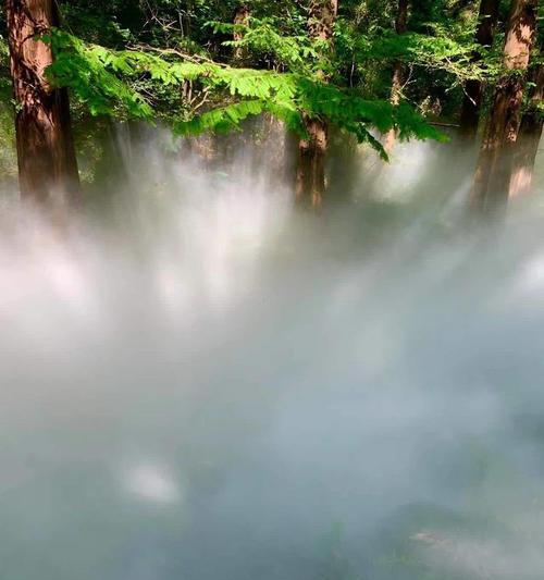 水杉的花语是什么？水杉在文化中扮演什么角色？