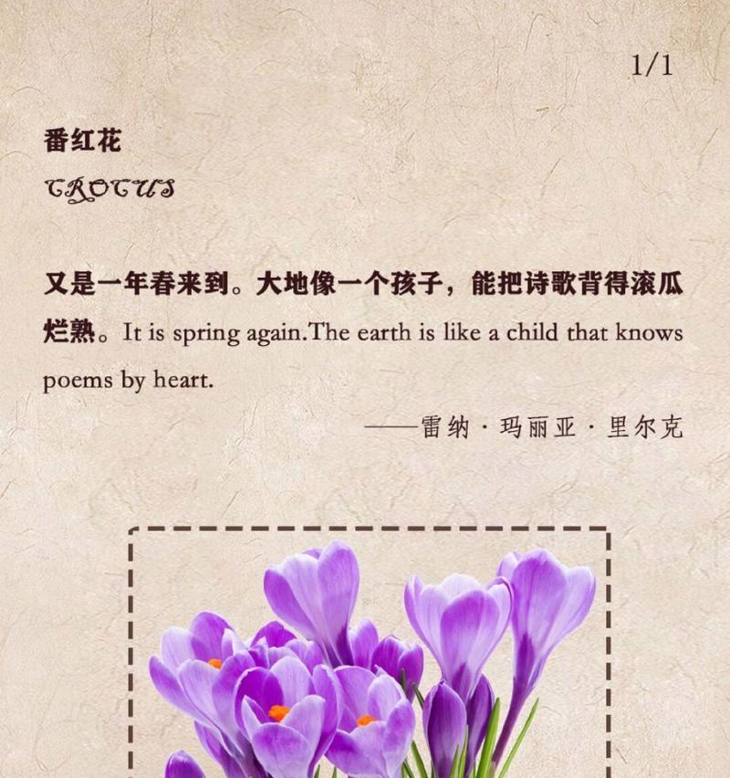 每个月的花语是什么？如何根据月份选择花卉？
