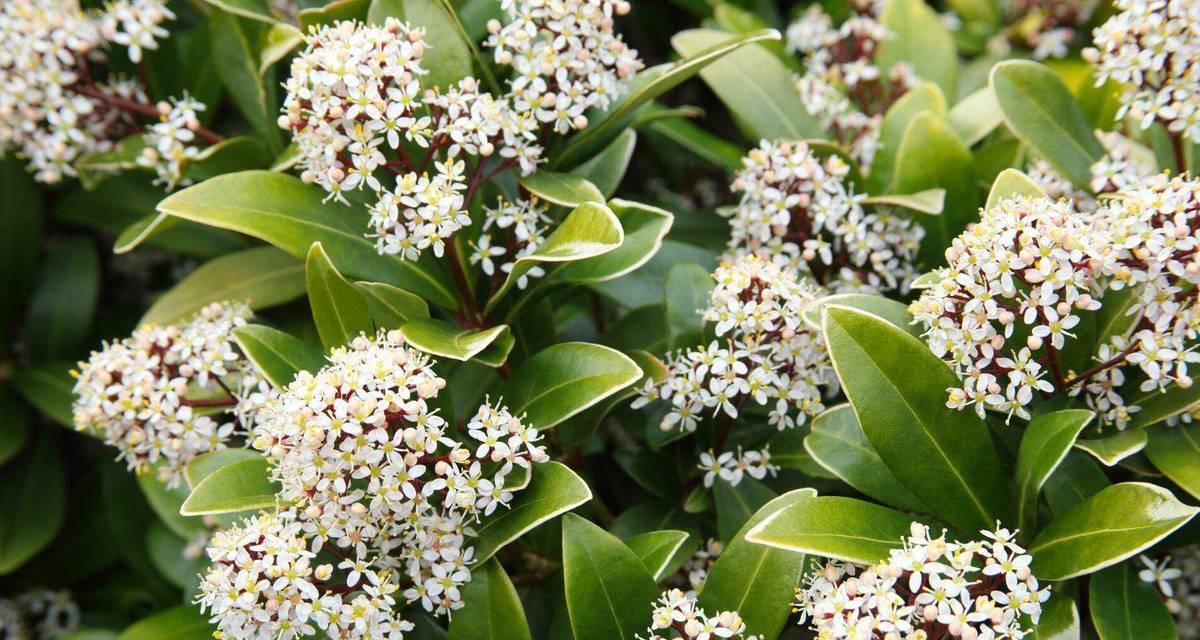 茵芋花语是什么？茵芋在花语中代表什么？