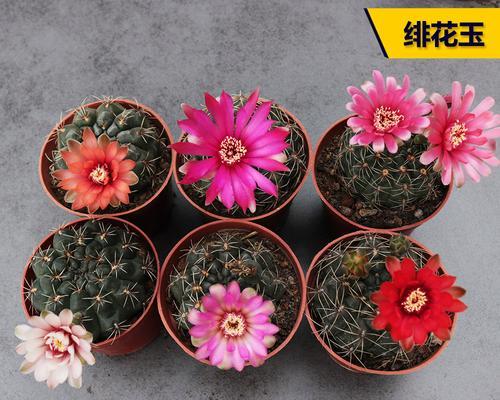 绯花玉花语是什么？绯花玉象征着什么？
