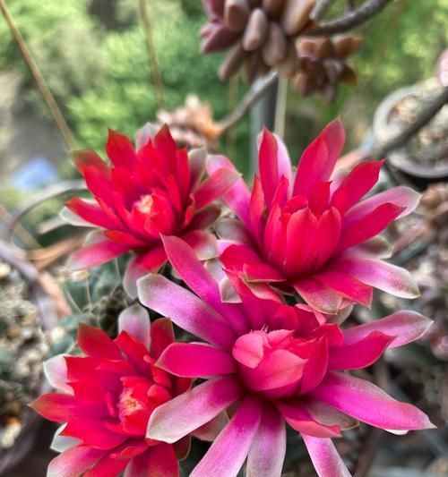 绯花玉花语是什么？绯花玉象征着什么？