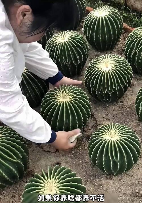 绯花玉花语是什么？绯花玉象征着什么？