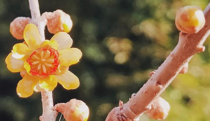 蜡梅的花语是什么？蜡梅在文化中象征着什么？