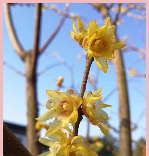 蜡梅的花语是什么？蜡梅在文化中象征着什么？