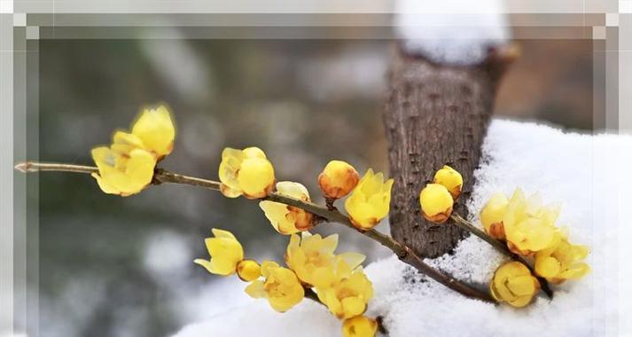 蜡梅的花语是什么？蜡梅在文化中象征着什么？