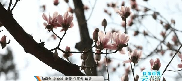旱莲的花语是什么？旱莲有哪些特别的含义？