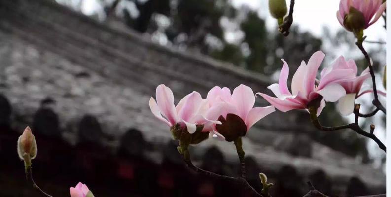 旱莲的花语是什么？旱莲有哪些特别的含义？