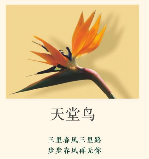 花语和别名有什么关系？如何通过别名了解花语？