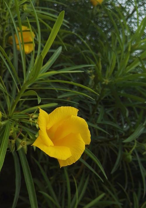 针叶的花语是什么？针叶植物在花语中代表什么？