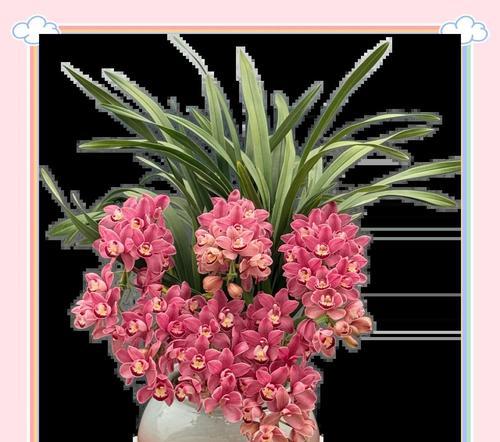 针叶的花语是什么？针叶植物在花语中代表什么？