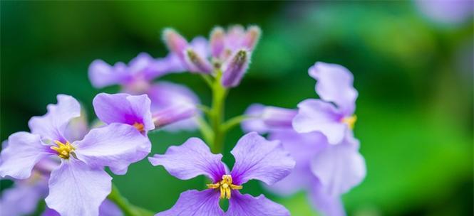 茄花的花语是什么？茄花有哪些特别的含义？