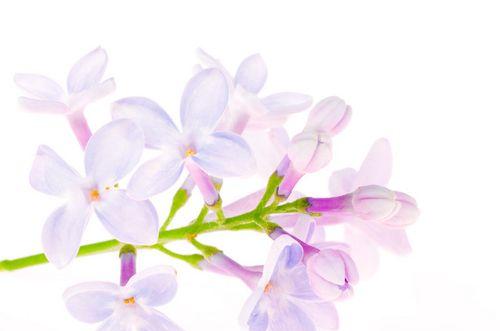 蓝丁香花语是什么？蓝丁香在花语中代表什么？