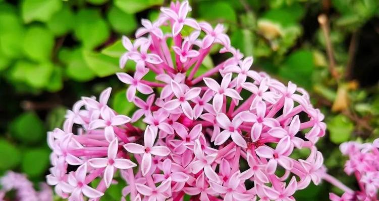 蓝丁香花语是什么？蓝丁香在花语中代表什么？