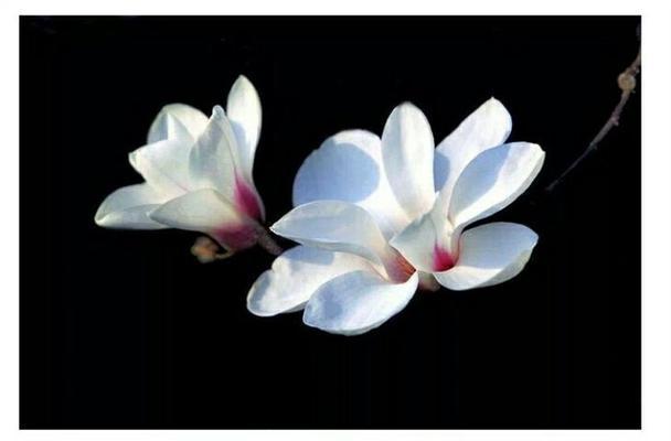 花月夜花语有哪些含义？它代表了什么？