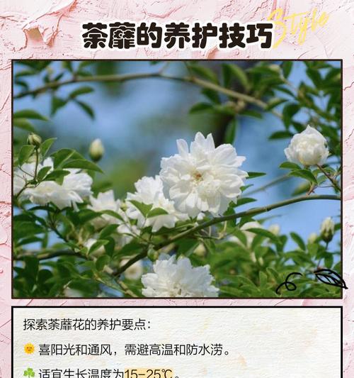 花卉及花语的寓意是什么？如何解读花卉的语言？