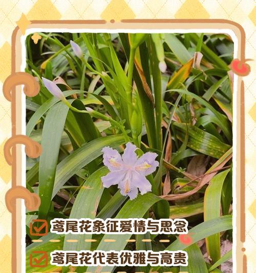 花卉及花语的寓意是什么？如何解读花卉的语言？