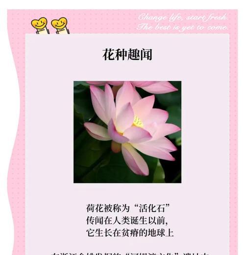 荷花花语的深层含义是什么？荷花象征着什么？