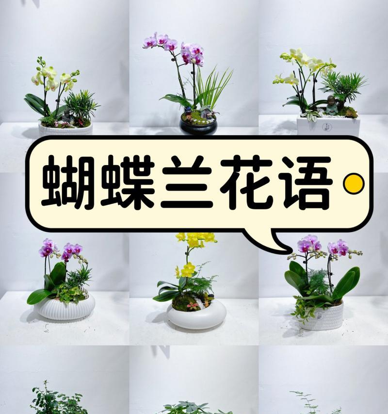 花语与寓意的区别是什么？它们在表达上有什么不同？