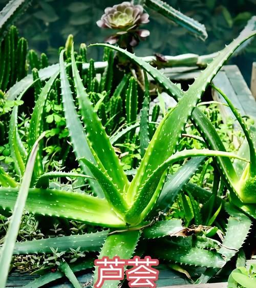 芦荟花语的含义是什么？芦荟在日常生活中有哪些用途？