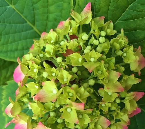 花语绣球花的寓意是什么？绣球花在婚礼中代表什么？