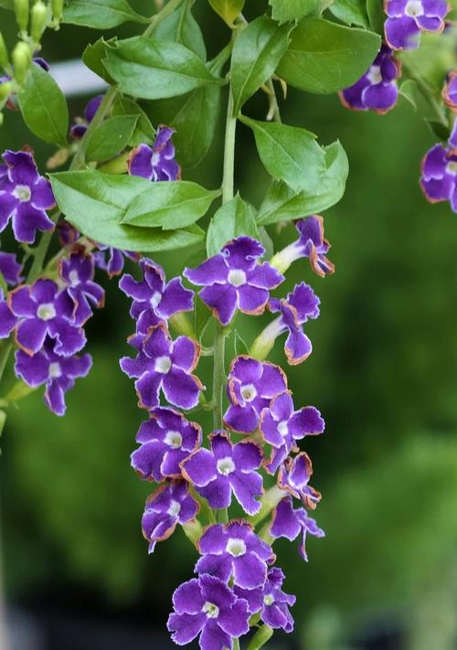 金露花花语的含义是什么？金露花在园艺中有哪些特点？