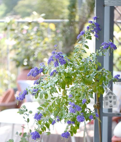 金露花花语的含义是什么？金露花在园艺中有哪些特点？