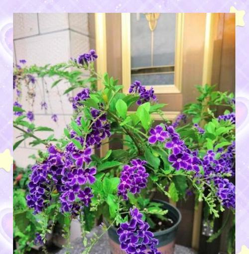 金露花花语的含义是什么？金露花在园艺中有哪些特点？