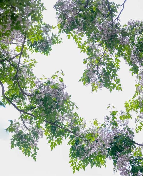 楝花的花语有何深意？楝花在民间传说中扮演什么角色？