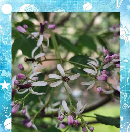 楝花的花语有何深意？楝花在民间传说中扮演什么角色？