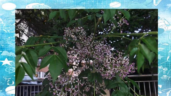 楝花的花语有何深意？楝花在民间传说中扮演什么角色？