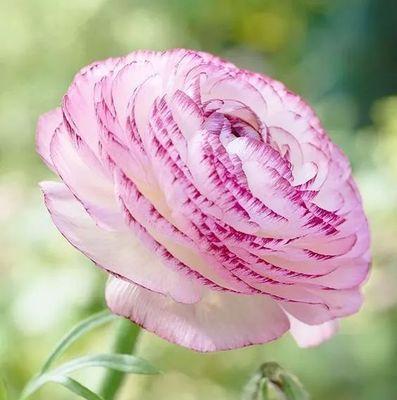 金钟的花语代表什么？金钟花在传统中象征着什么？