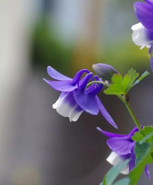 金钟的花语代表什么？金钟花在传统中象征着什么？