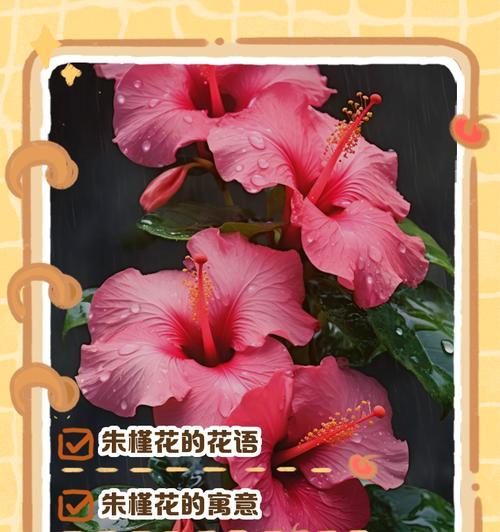 花卉花语的故事有哪些？花卉背后隐藏着哪些动人传说？