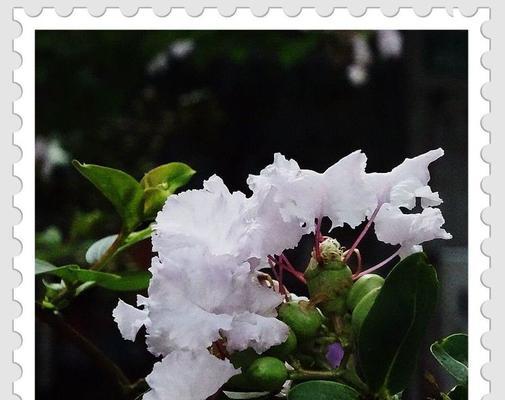 五色椒花语代表什么？有哪些特别含义？