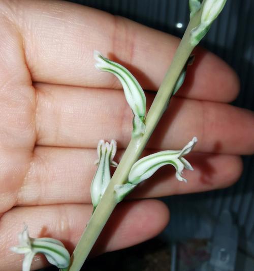 草玉露花语的含义是什么？如何使用？