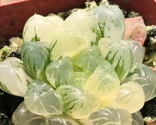 草玉露花语的含义是什么？如何使用？
