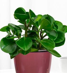 绿豆瓣花语有何寓意？如何搭配使用？