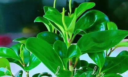 绿豆瓣花语有何寓意？如何搭配使用？