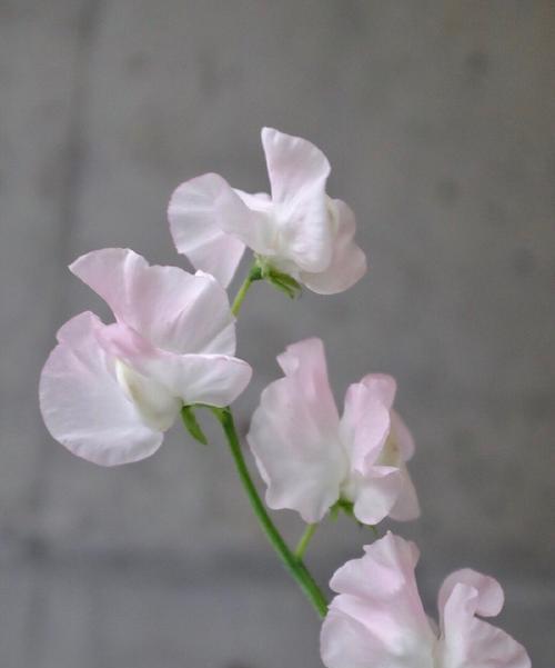 香紫苏花语表达什么情感？使用场景有哪些？