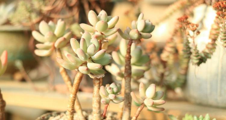 珍珠菜花语代表什么？如何进行花语交流？
