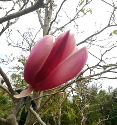金手指花语有何特别之处？如何传达情感？