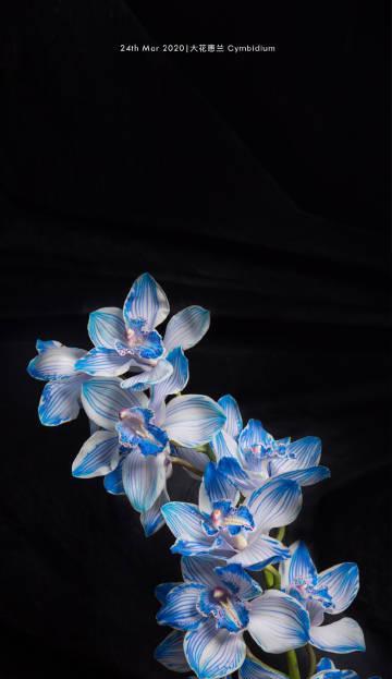 松子的花语是什么？如何在节日中表达？