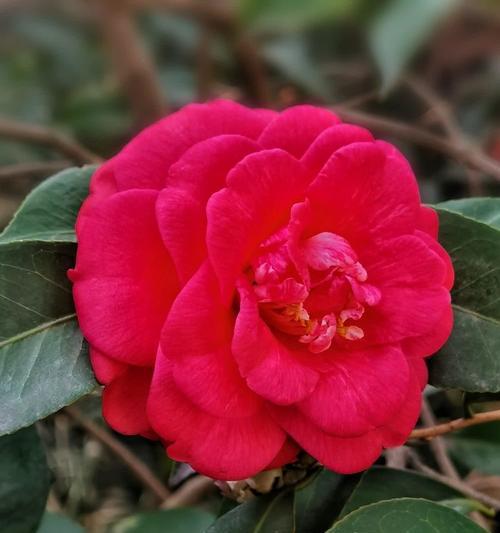 松子的花语是什么？如何在节日中表达？