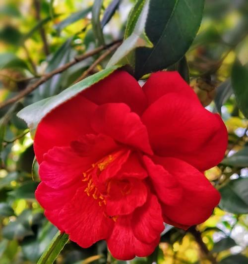 松子的花语是什么？如何在节日中表达？