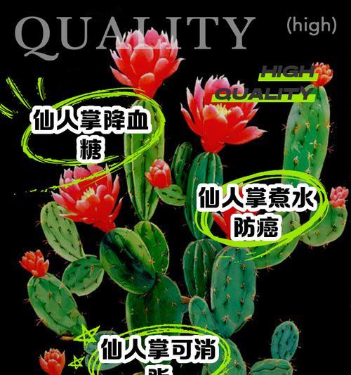 臼掌的花语有何象征意义？如何挑选？