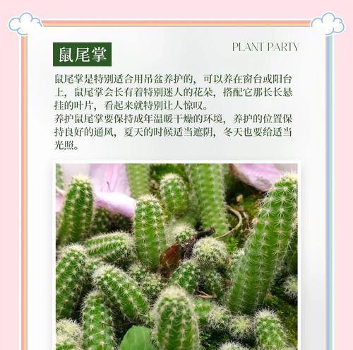 臼掌的花语有何象征意义？如何挑选？