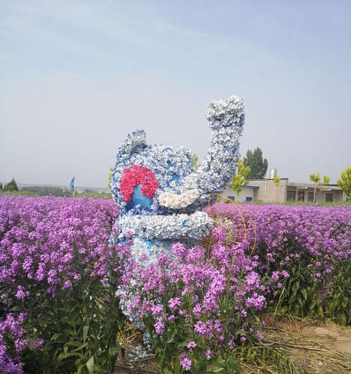 蓝香芥花语代表什么？如何在礼物中表达？