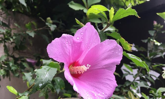 田七花花语有何寓意？如何在祝福中运用？