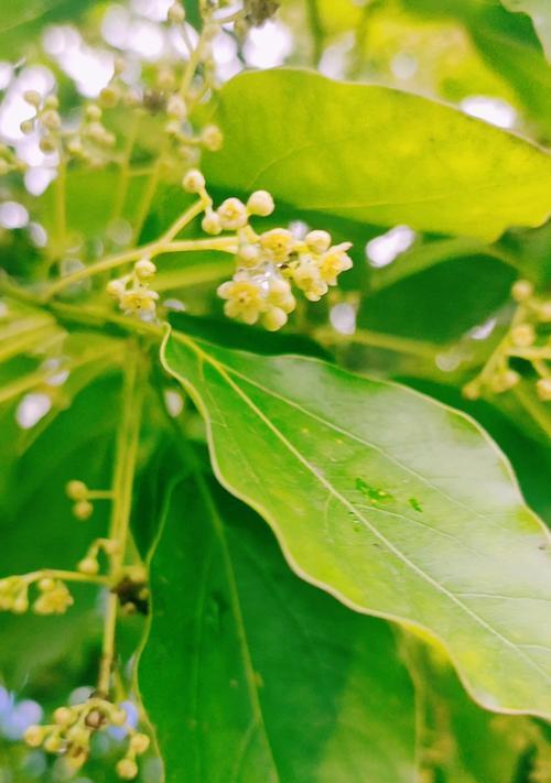 樟树的花语代表什么？樟树的花语有何特别之处？